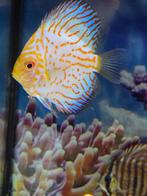 Poissons, Poisson, Poisson d'eau douce