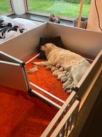 Chiot Golden Retriever avec pedigree, Un chien, Belgique, 8 à 15 semaines, Golden retriever