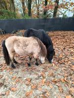 2 hengstjes, Dieren en Toebehoren