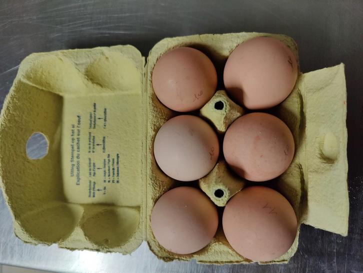 Broedeieren amrock, Dieren en Toebehoren, Pluimvee | Toebehoren, Ophalen