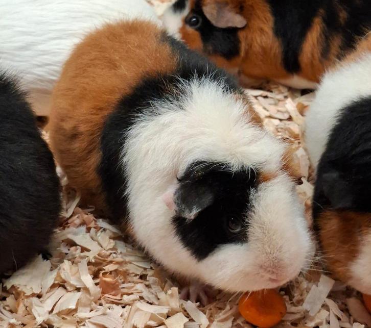 Cavia zeugje, Dieren en Toebehoren, Knaagdieren, Vrouwelijk, Cavia, November