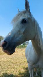 Volbloed merrie, Dieren en Toebehoren, Paarden en Pony's | Dekhengsten en Fokmerries, Merrie