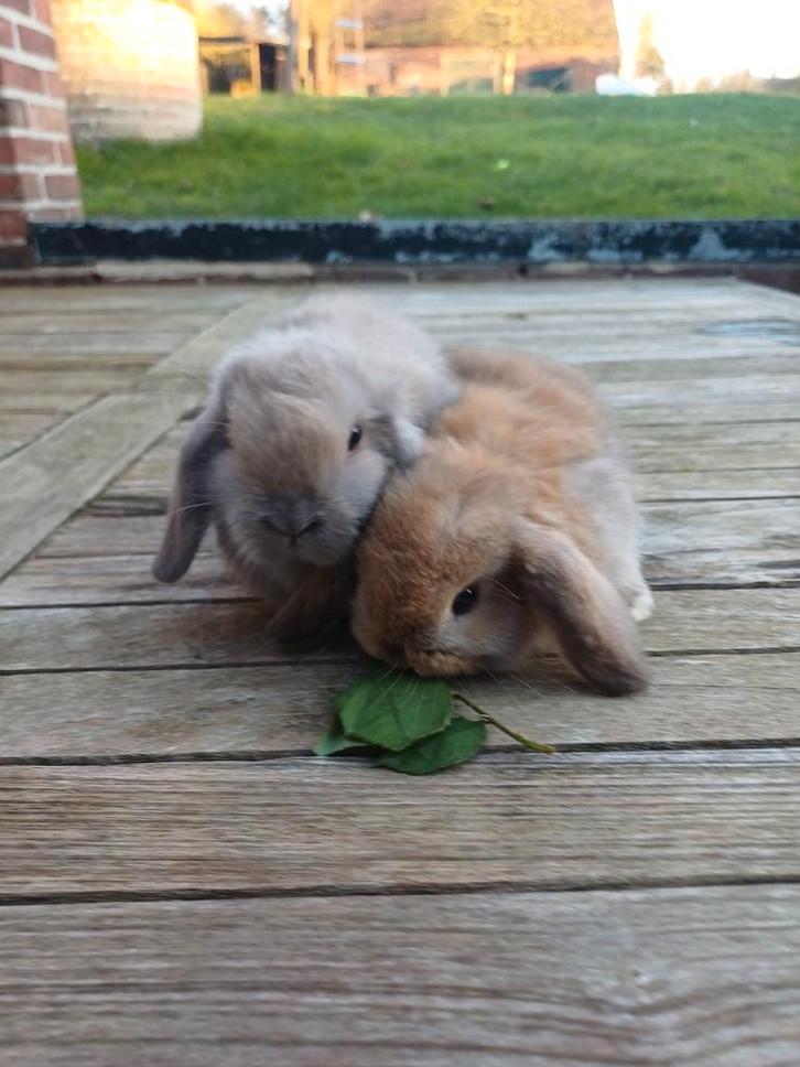 Koppel.of appart minilops met afstammingsbewijs, Dieren en Toebehoren, Konijnen, Klein