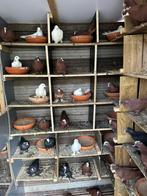 Irakees Duiven te koop, Dieren en Toebehoren, Vogels | Duiven