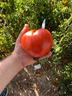 Graines de tomates Cœur de Bœuf BiO