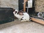 Konijn - Groot Lotharinger, Dieren en Toebehoren, Groot