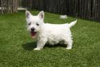Prachtige West Highland white terriër pups (westie, westy), België, Overige rassen, CDV (hondenziekte), 8 tot 15 weken