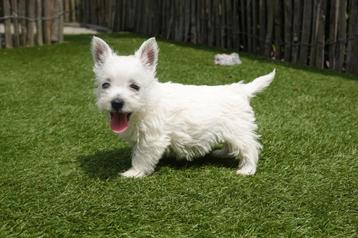 Prachtige West Highland white terriër pups (westie, westy) beschikbaar voor biedingen