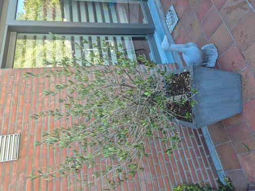 Olijfboom, Tuin en Terras, Terrasdelen en Vlonders, Gebruikt, Ophalen