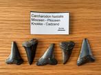Set Carcharodon Hastalis (C6), Ophalen of Verzenden, Fossiel