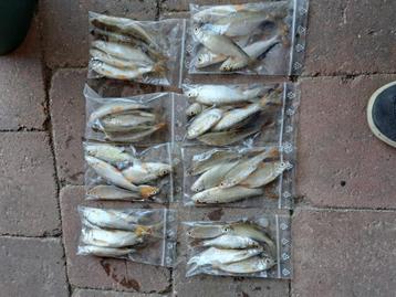 aasvisjes  beschikbaar voor biedingen