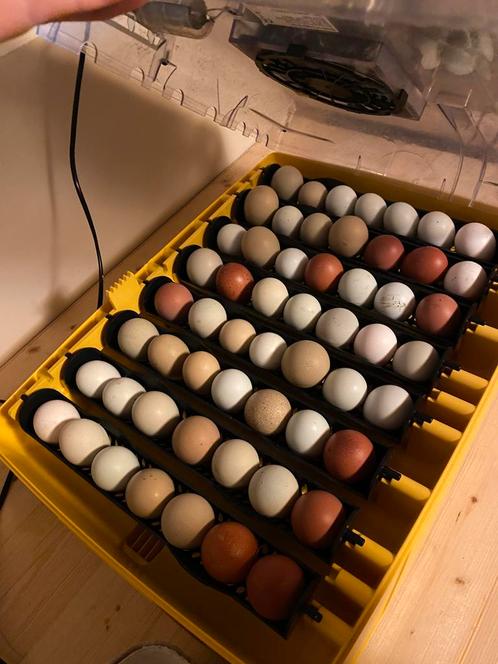 Broedeieren te koop, Dieren en Toebehoren, Pluimvee