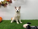 Siberische Husky pups, Dieren en Toebehoren, Honden | Poolhonden, Keeshonden en Oertypen, België, 8 tot 15 weken, CDV (hondenziekte)