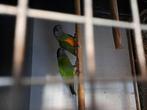 bonte boeren en meyers, Dieren en Toebehoren, Vogels | Parkieten en Papegaaien, Meerdere dieren, Papegaai, Geringd