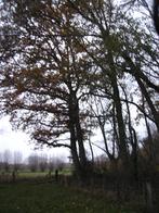 planten - boompjes, Tuin en Terras, Ophalen