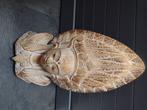 Houten boedha, Antiek en Kunst, Kunst | Beelden en Houtsnijwerken, Ophalen