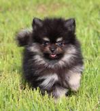 Pomchi pups, België, CDV (hondenziekte), 8 tot 15 weken, Meerdere