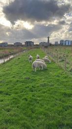 Wiltshire horn koppel te koop, Dieren en Toebehoren, Meerdere dieren, Schaap, 0 tot 2 jaar