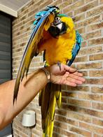 Prachtige & Supertamme Blauw Gele Ara! Inclusief papieren, Dieren en Toebehoren, Mannelijk, Papegaai, Pratend