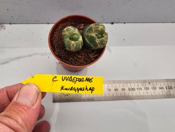 Conophytum uevaeforme beschikbaar voor biedingen