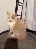 Britse korthaar kitten tricolor, Dieren en Toebehoren, Katten en Kittens | Raskatten | Korthaar, Poes, Gechipt, 0 tot 2 jaar
