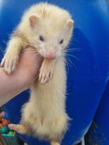 Furet, Enlèvement