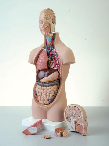 Anatomische torso