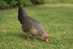 Hollandse krielkippen jonge hennen beschikbaar, Dieren en Toebehoren, Vrouwelijk, Kip