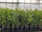 Quercus Ilex, groenblijv. Haagplant -meerstammige bosjes-, Ophalen