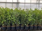 Quercus Ilex (Haagplant) -meerstammige bosjes-