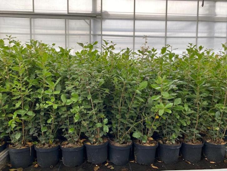 Quercus Ilex, groenblijv. Haagplant -meerstammige bosjes-, Tuin en Terras, Overige Tuin en Terras, Ophalen