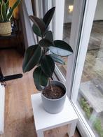 Ficus (rubberbladplant), Huis en Inrichting, Kamerplanten, Ophalen, Ficus, In pot