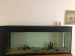 Aquarium 1m50 met vissen, filter en decoratie, Ophalen, Zo goed als nieuw
