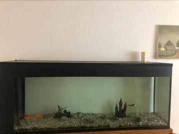 Aquarium 1m50 met vissen, filter en decoratie beschikbaar voor biedingen