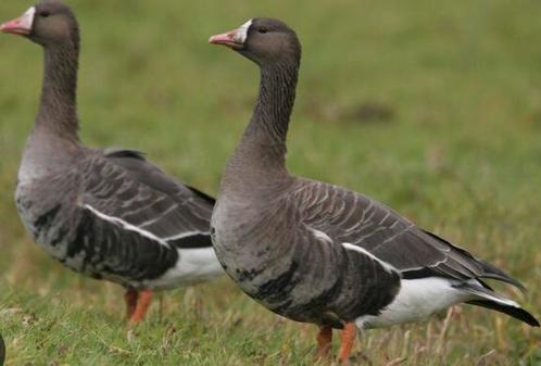 Gezocht: kolgans man, Animaux & Accessoires, Volatiles, Oie ou Cygne, Mâle