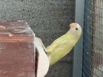 parkieten, Dieren en Toebehoren