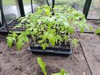 tomatenplanten, Jardin & Terrasse, Plantes | Arbres fruitiers, Enlèvement ou Envoi