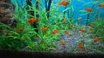Platy's ( oranje en oranje met zwart ), Dieren en Toebehoren, Vissen | Aquariumvissen, Vis, Zoetwatervis