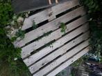 houten pallets, Ophalen, Pallet