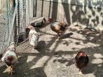 Wyandotte, Dieren en Toebehoren