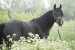 Zwarte arabische volbloedhengst TER DEKKING met top karakter, Dieren en Toebehoren, Paarden en Pony's | Dekhengsten en Fokmerries