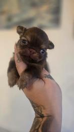 Prachtige mini langhaar chihuahua reutje, Parvo, België, Fokker | Hobbymatig, Reu