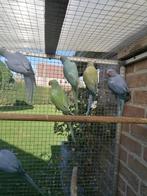 Perruche a collier, Animaux & Accessoires, Oiseaux | Perruches & Perroquets, Mâle, Perruche, Bagué