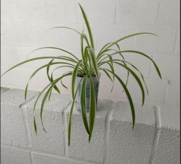 Graslelie-Chlorophytum beschikbaar voor biedingen