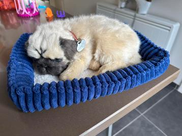 Mopshondje perfect petz beschikbaar voor biedingen