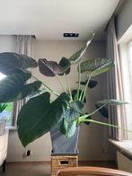 Alocasia Wentii - Olifantsoor, Ophalen