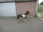 Een prachtige tweekleurige merrie, Merrie, Gechipt, 0 tot 2 jaar