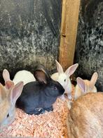 Konijnen, Meerdere dieren, Groot, 0 tot 2 jaar