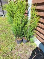 Haagplanten (thuja plicata 'atrovirens'), Jardin & Terrasse, Plantes | Arbustes & Haies, Enlèvement ou Envoi