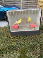 Kanaries poppen, Dieren en Toebehoren, Meerdere dieren, Zangkanarie